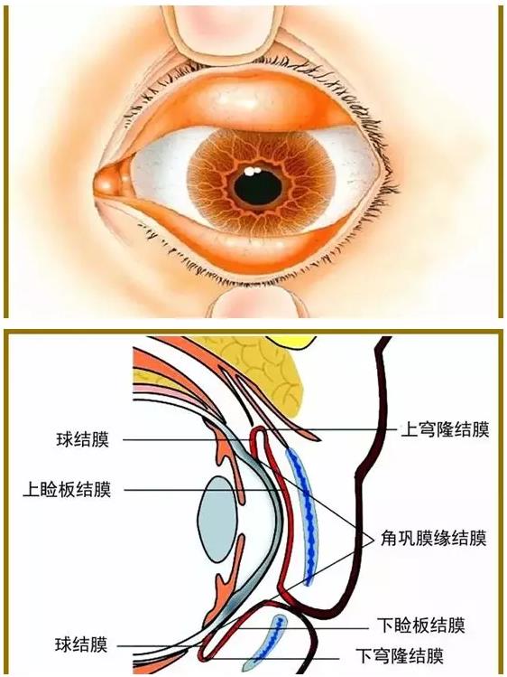 覆盖在眼睑后面和眼球前面,分睑结膜,球结膜,穹窿部结膜